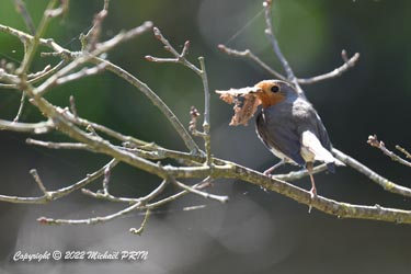 Le nid du rouge-gorge est surtout fait de feuilles mortes