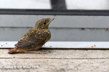 Un autre sur la terrasse
