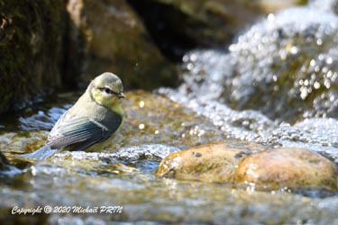 Mésange bleue (juvénile)