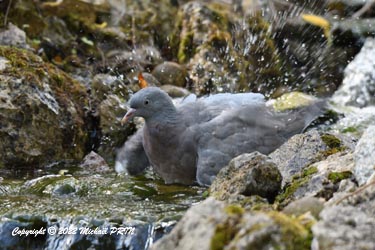 Pigeon ramier (juvénile)