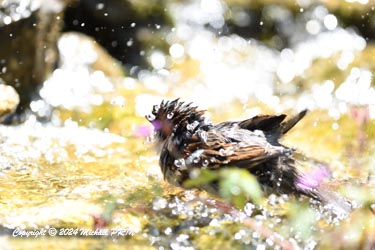 Moineau domestique (mâle)