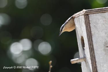 Mais une sittelle torchepot semble également s'intéresser à ce nichoir