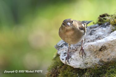 Pinson des arbres (femelle)