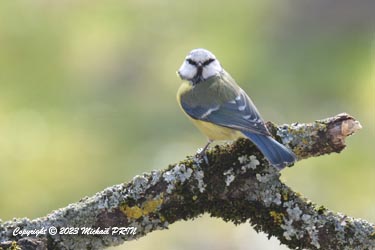 Mésange bleue