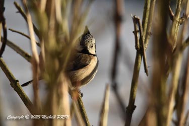 Mésange huppée
