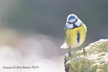 Mésange bleue