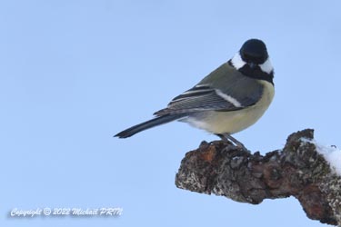 Mésange charbonnière