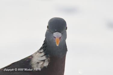 Pigeon ramier