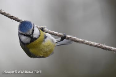 Mésange bleue