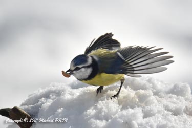 Mésange bleue