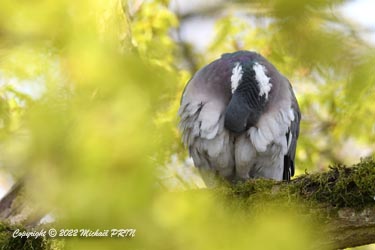Pigeon ramier