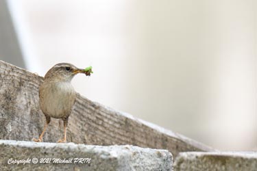 La femelle s'occupe exlusivement des petits jusqu'à leur sortie où le mâle viendra en aide (photo prise sur la terrasse en travaux)