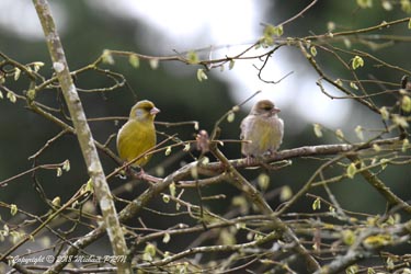 Verdier couple