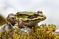 Ajout d'une galerie grenouille commune