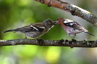 Ajout de photos de pinson des arbres juvenile