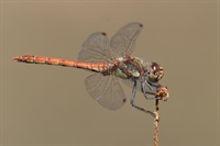 Ajout de photos de sympetrum fascie
