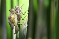 Ajout d'une galerie d'emergence de sympetrum fascie
