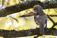 Ajout d'une thématique toilette des oiseaux