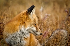 Article renard roux