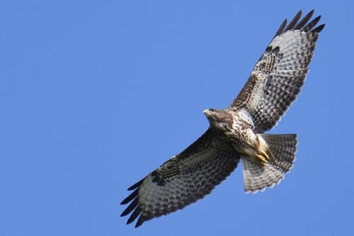 Buse variable